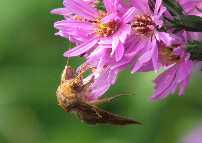 Chrysodeixis chalcites